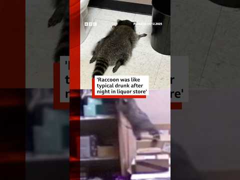 CCTV captures raccoon drunk in liquor store. #Raccoon #Scotch #BBCNews