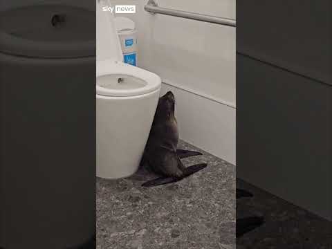 Moment baby seal walks into a bar