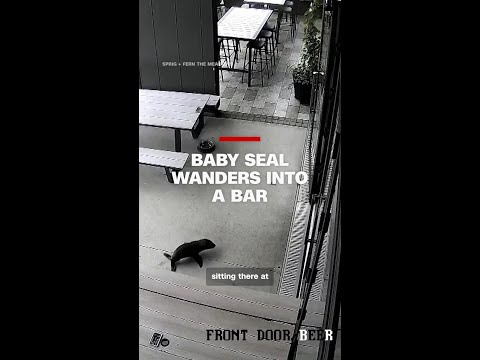 Baby seal wanders into a bar