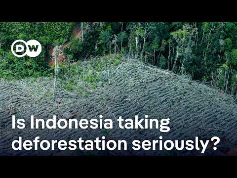 Sumatra floods: How decades of excessive deforestation have exacerbated the devastation | DW News