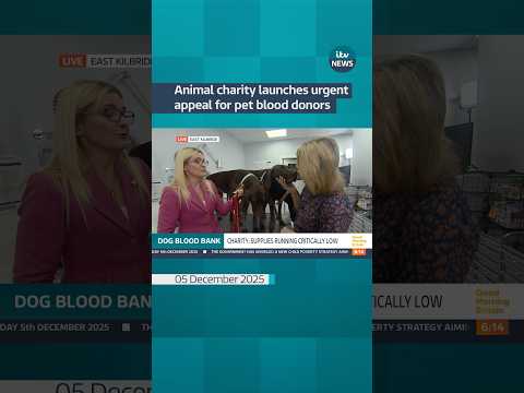 Animal charity launches urgent appeal for pet blood donors #itvnews #shorts