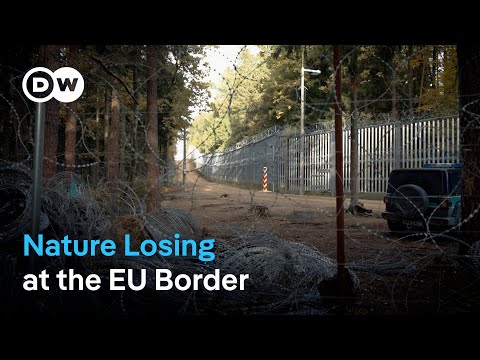 Poland’s EU border: A threat to nature and people | DW News
