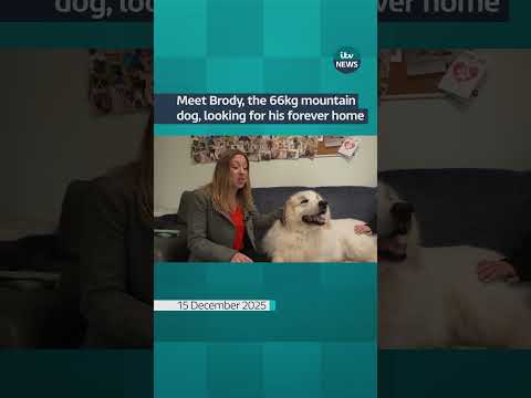 Meet Brody, the 66kg mountain dog, looking for his forever home | ITV News