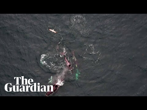 Whales and dolphins seen hunting together off British Columbia