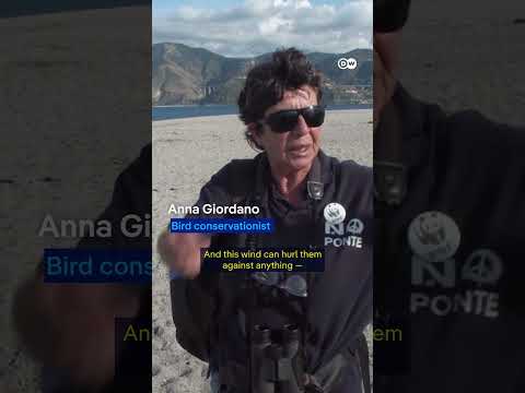 Planned mega-bridge threatens migratory birds | DW News