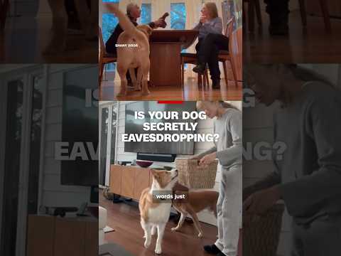 Is your dog secretly eavesdropping?