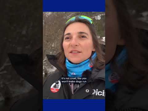 A sled race that respects its dogs | DW News