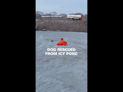 Dog rescued from icy pond