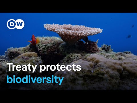 Global high seas protection treaty comes into force | DW News
