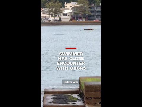 Swimmer has close encounter with orcas