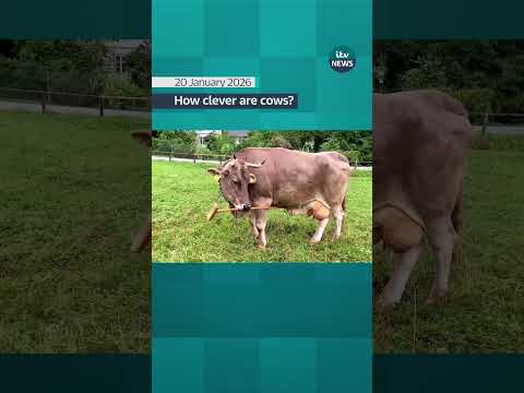 How clever are cows?