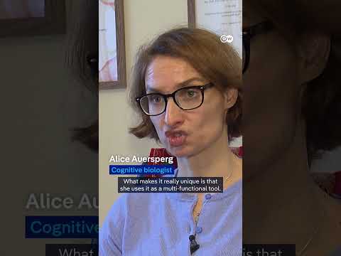 How a butt-scratching cow has sparked interest among scientists | DW News