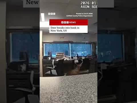 Moment deer breaks into US bank. #US #Bank #NewYork #BBCNews