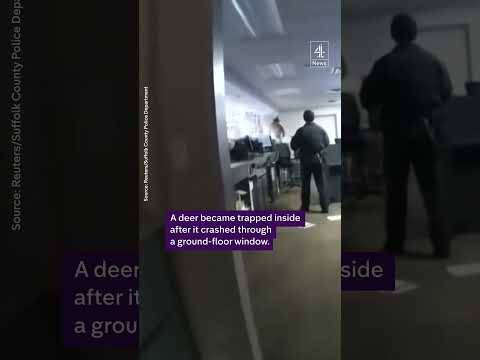 Police release deer trapped into New York bank