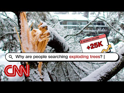 Can you guess the most searched news story this week? | Looped In