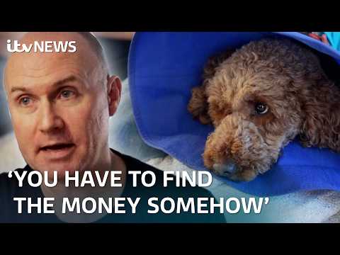 Vet bills – can you save money? | ITV News