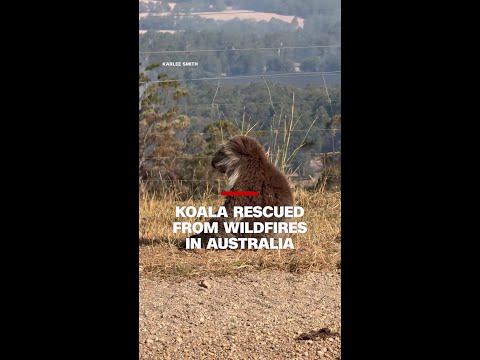 Koala rescued from wildfires in Australia
