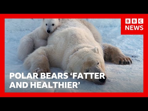 Polar bears on Norwegian islands fatter and healthier despite ice loss, scientists say | BBC News