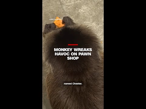 Monkey wreaks havoc on pawn shop