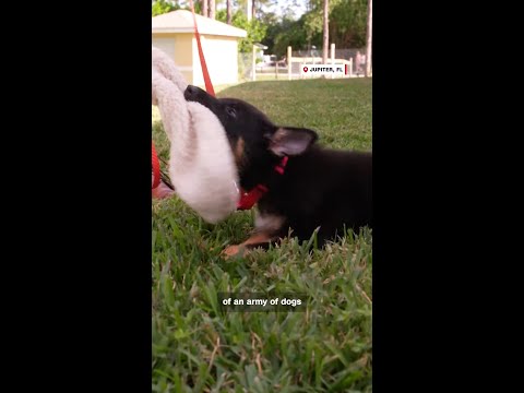Dogs trained to sniff out mold