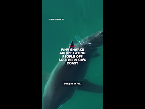 Why sharks aren’t eating people of Southern CA’s coast