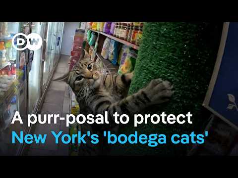 New York: Council member wants to save corner-store kitties from eviction | DW News