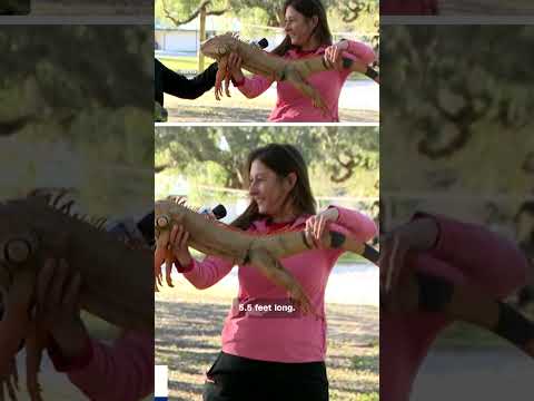 Florida cold snap freezes iguanas
