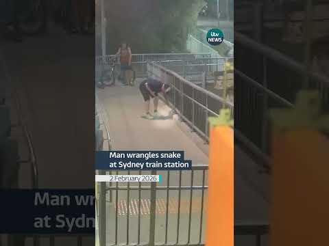 A snake startled commuters at Riverstone train station in Sydney #itvnews #snake #sydney