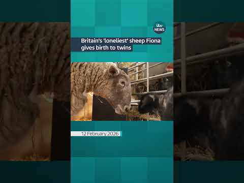 Britain’s ‘loneliest’ sheep has given birth for the first time. #itvnews #news #sheep