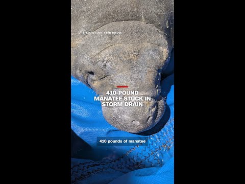 410-pound manatee stuck in storm drain