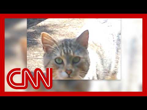 The hunt for ‘Nine Lives’, New Zealand’s most elusive feral cat | CNN Creators
