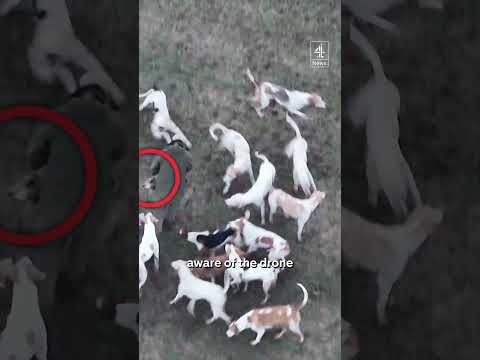 Shocking drone footage reveals illegal hunting in England