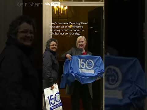 Larry the cat celebrates 15 years at Downing Street