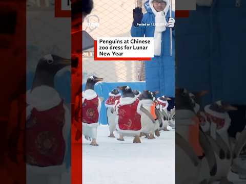 Penguins dress up for Lunar New Year at Chinese zoo. #LunarNewYear #Penguin #China #BBCNews