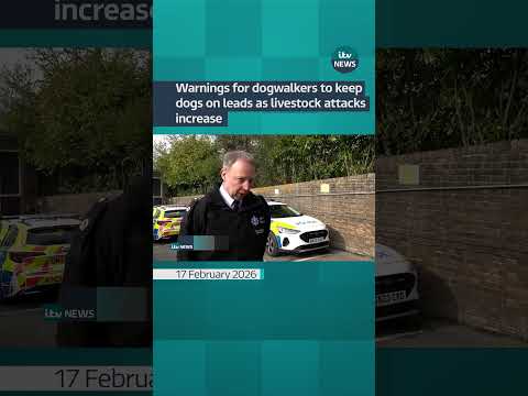 New figures show livestock losses from dog attacks rose to nearly £2million last year | ITV News