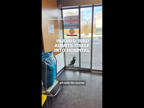 Injured bird admits itself into hospital