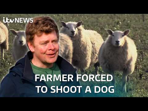 Farmers fear for lambing season as dog attacks surge | ITV News