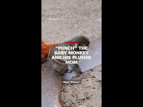 ‘Punch’ the baby monkey and his plushie mom