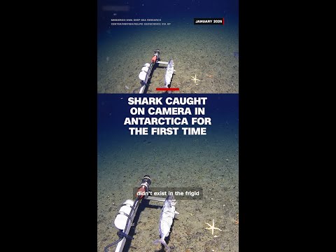 Shark caught on camera in Antarctica for the first time