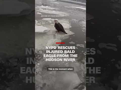 NYPD rescues injured bald eagle from the Hudson River
