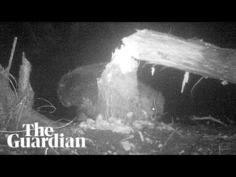 Volunteers spot first couple of beavers to settle in Norfolk for 500 years