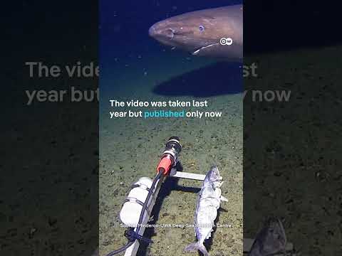 Shark spotted in Antarctica for the first time | DW News