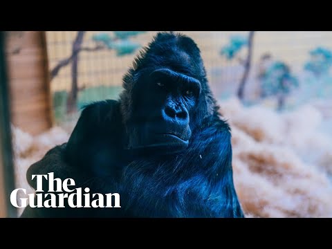 How Kyiv zoo is keeping its animals warm during the war