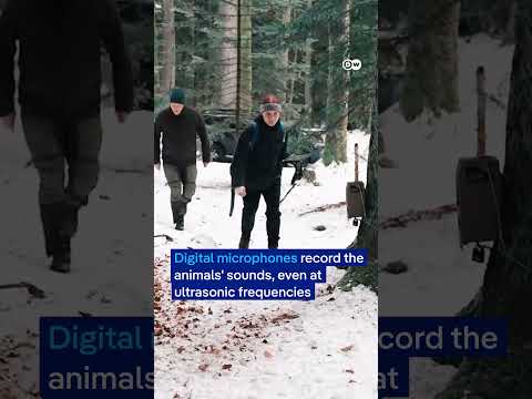 Monitoring wildlife with the help of AI | DW News