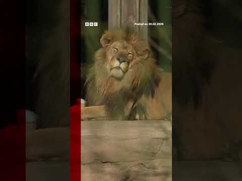 How lion DNA helped convict poachers for first time. #Africa #BBCNews