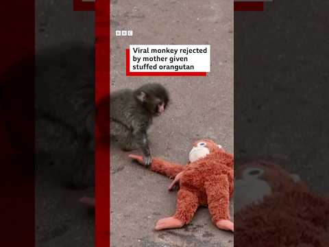 Viral monkey rejected by mother given stuffed orangutan. #BBCNews
