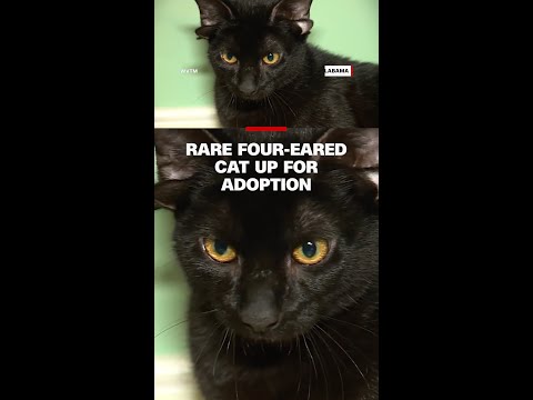 Rare four-eared cat up for adoption
