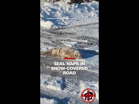 Seal naps in snow-covered road