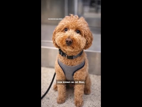 Abandoned Goldendoodle finds new home