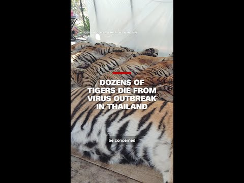 Dozens of tigers die from virus outbreak in Thailand